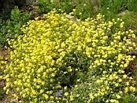 Lesquerella Arctica var. Purshi (01) (Photo F. Mrugala)